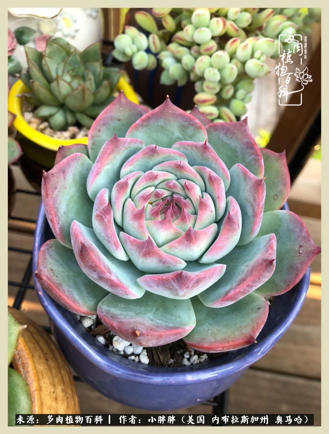 多肉小白入坑攻略,多肉小白2个月成功入坑