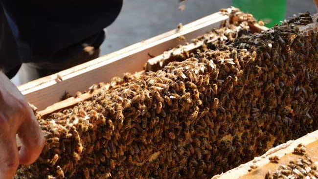 mc蜜蜂养殖攻略,养殖蜜蜂视频全集