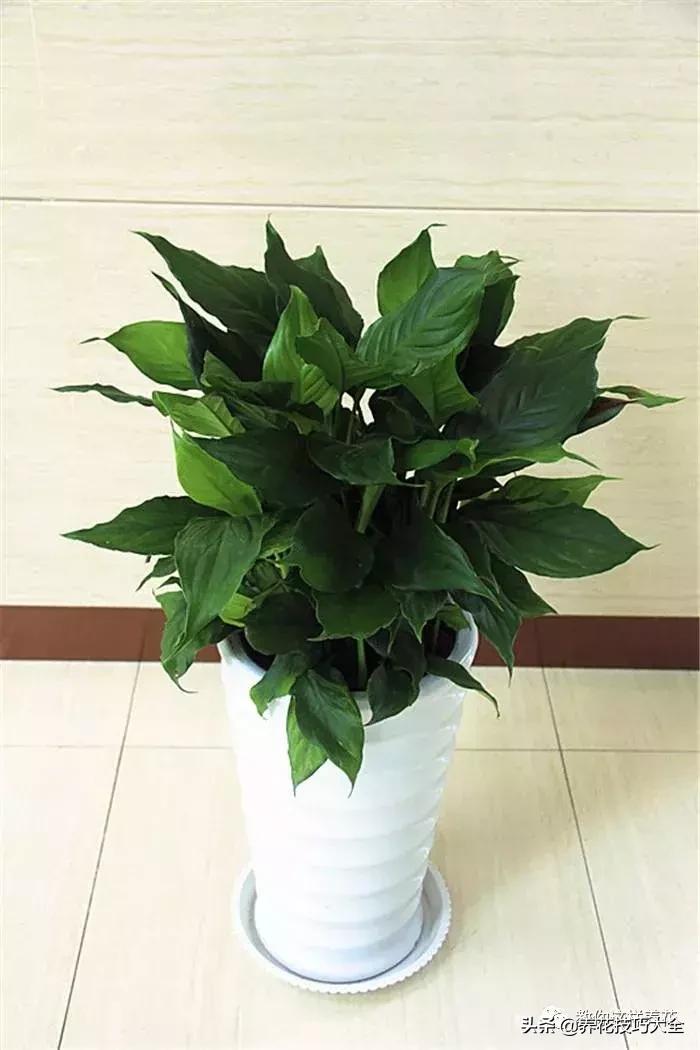 4种耐阴花好看好养活室内也能开,和绿萝长得很像耐阴的植物