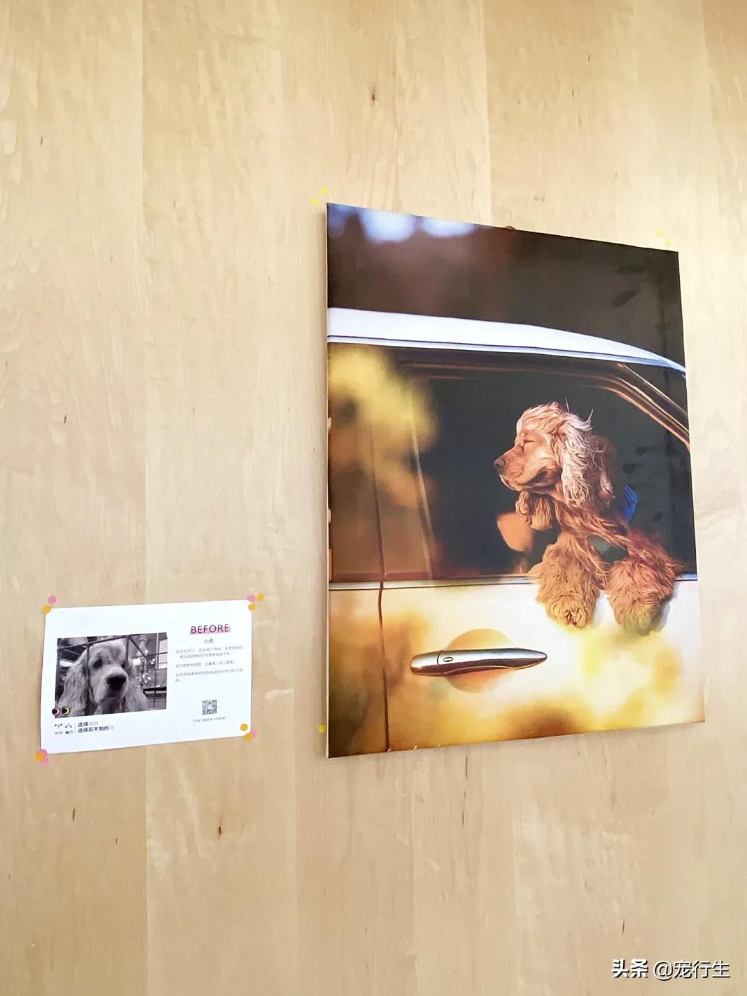 这家宠物快闪集市，怎么拍都好看，学会用宠物视角看世界