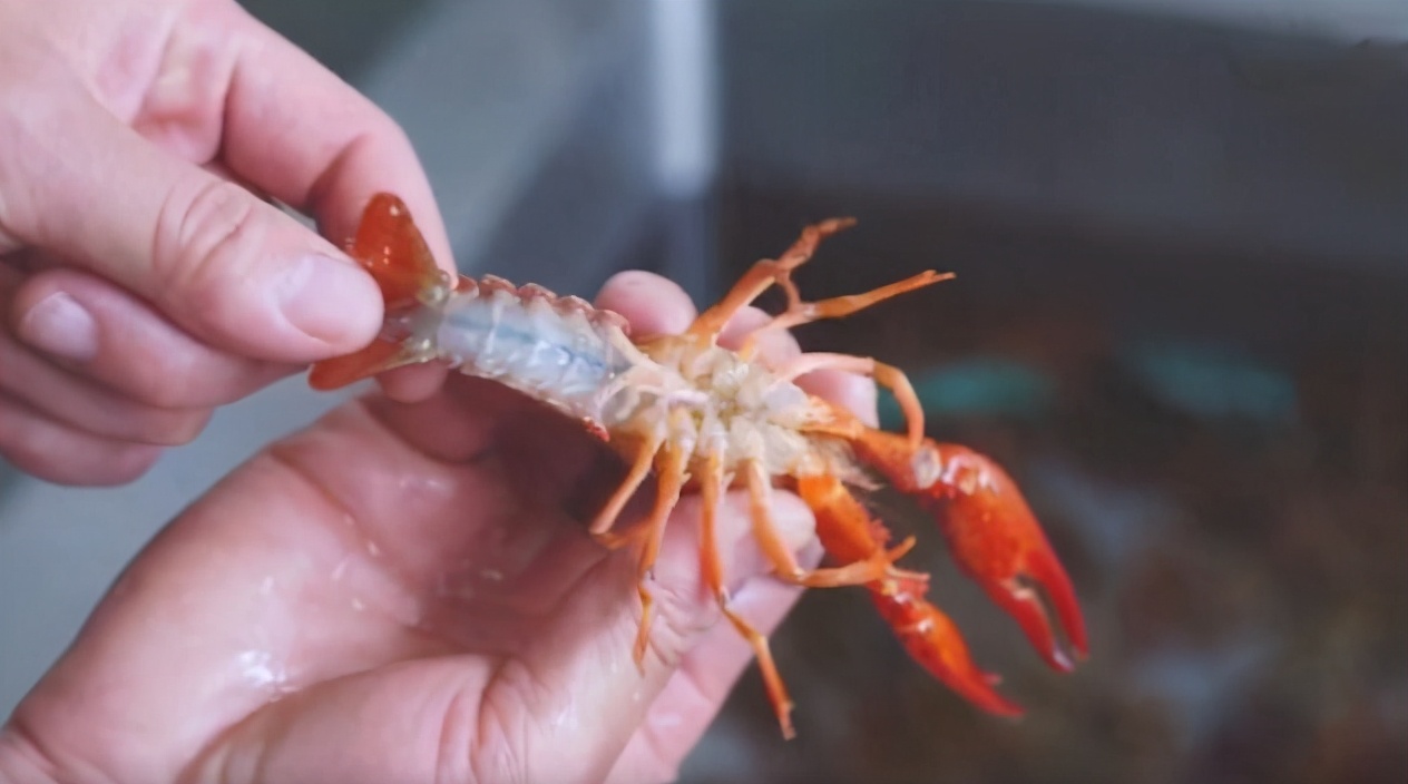 洗小龙虾怎么防止被抓,洗小龙虾用虾粉怎么洗