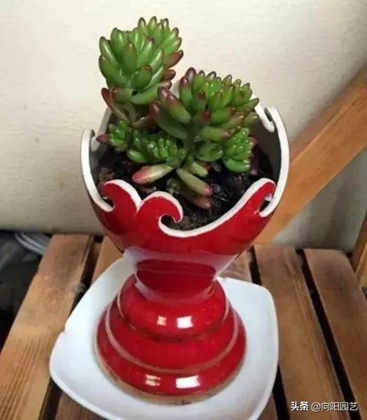 切酒瓶做花盆养多肉看效果,自制酒瓶多肉花盆如何造型