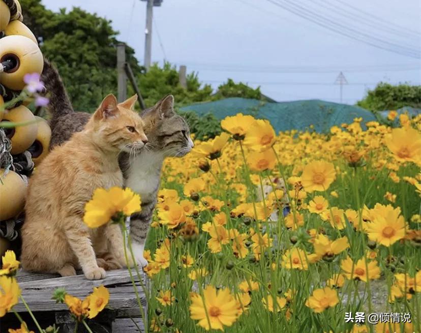 幸福是什么？粉丝：看了孙燕姿的婚姻生活日常，我终于释怀了