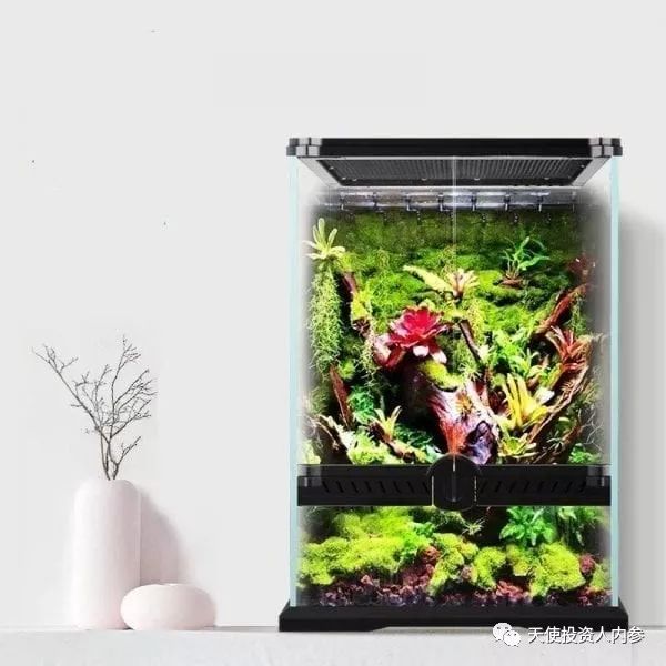 「我是创始人」034:凡高@跨境动植物电商MyHomeNature