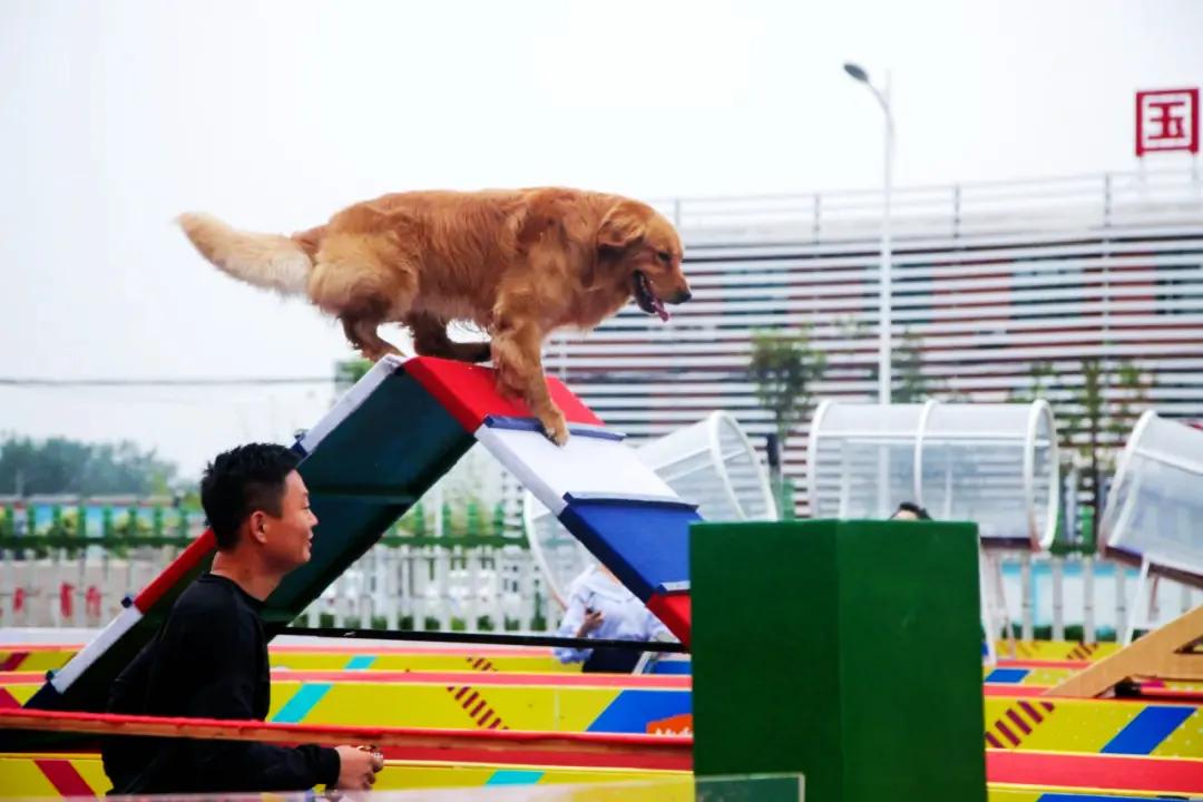 五一萌宠游园会,五一萌宠节