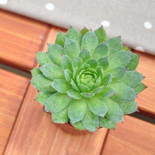 双氧水能消灭花盆土里的小飞虫,花盆里的小飞虫怎么解决