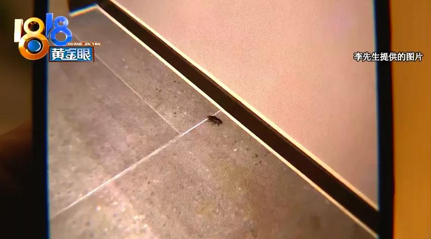 半夜床上发现一只蟑螂,半夜房间发现一个很大的蟑螂