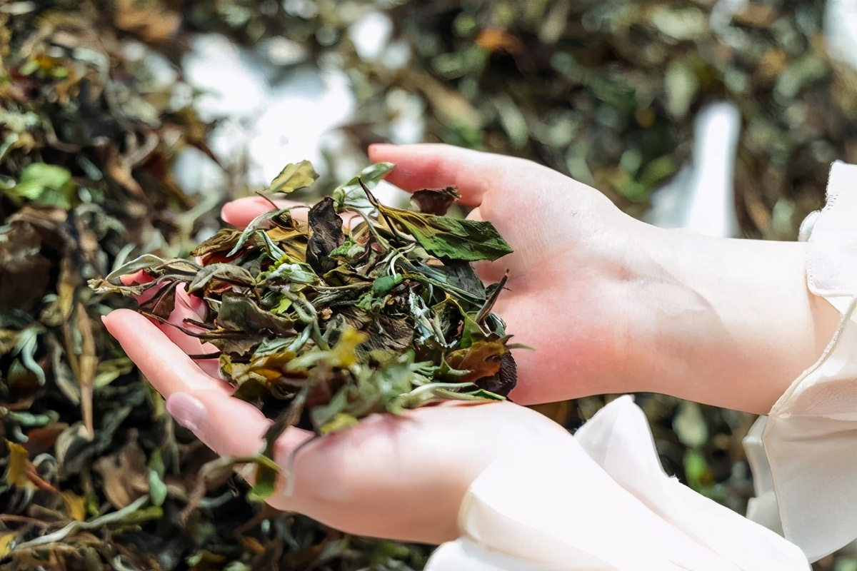 中茶是品牌吗,中茶牌黑茶怎么样