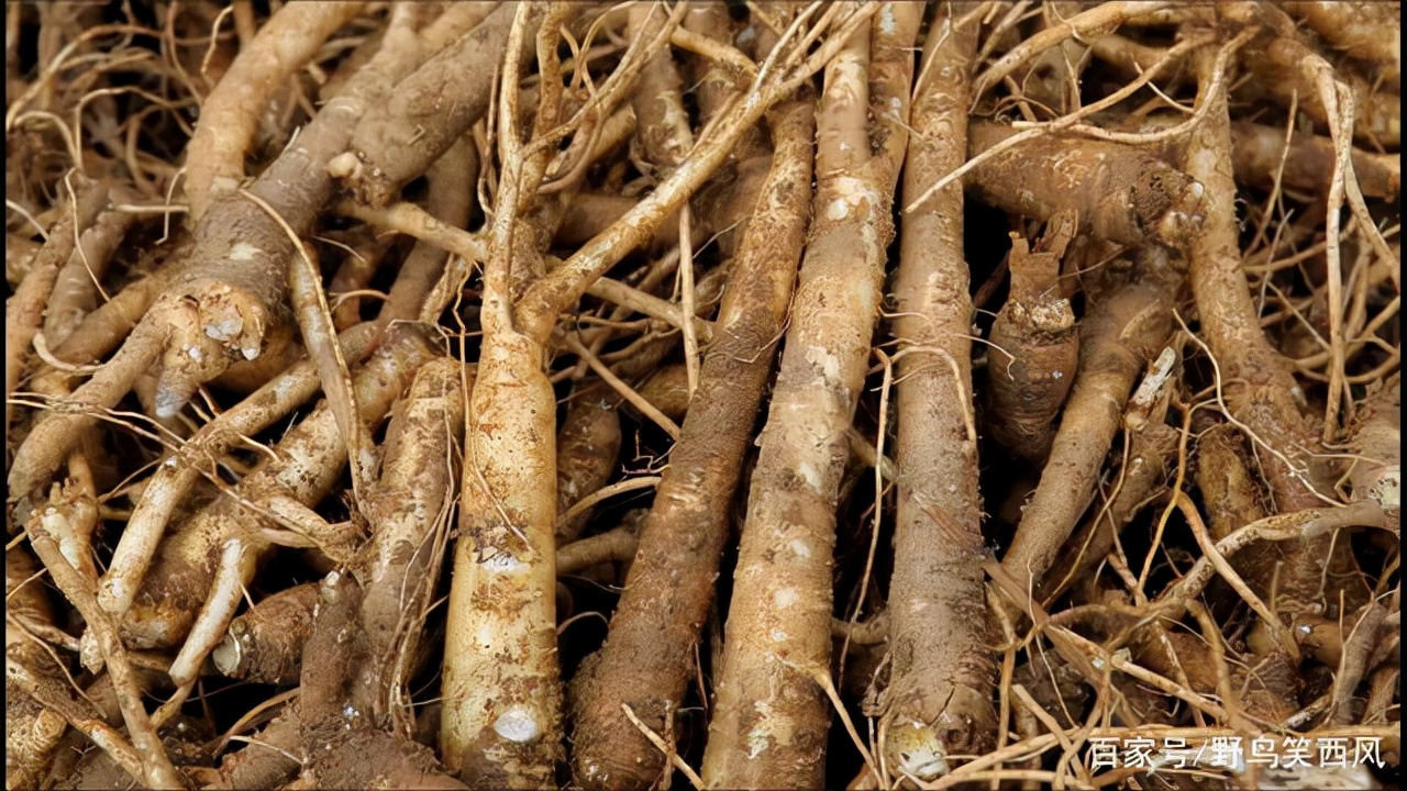 涓庢姊楄嵂鏁堢浉杩戠殑鑽潗,鏂伴矞妗旀鑽潗鍥剧墖鍏ㄥ浘