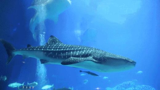 我国科学家首次在南海发现鲸落,南海首次发现鲸落代表什么