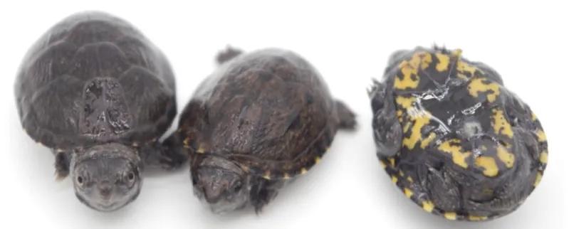 头盔龟和巨头龟怎么选,西非龟和沼泽龟哪个好养好看