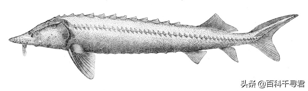 世界上最大的淡水鱼欧洲鳇,欧鳇是食肉鱼吗
