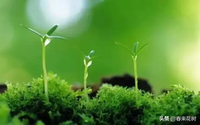 园林景观种树成活率高的方法,园林种植如何提高存活率