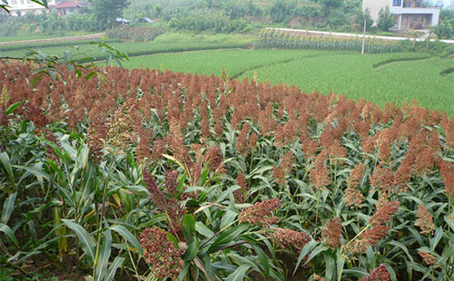 农民种玉米技巧,农村种植高粱全过程