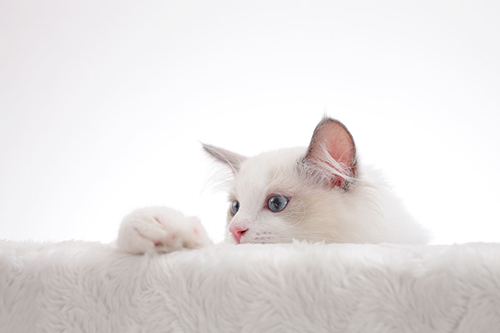 布偶猫多少钱一只市场价,布偶猫现在市场价多少钱