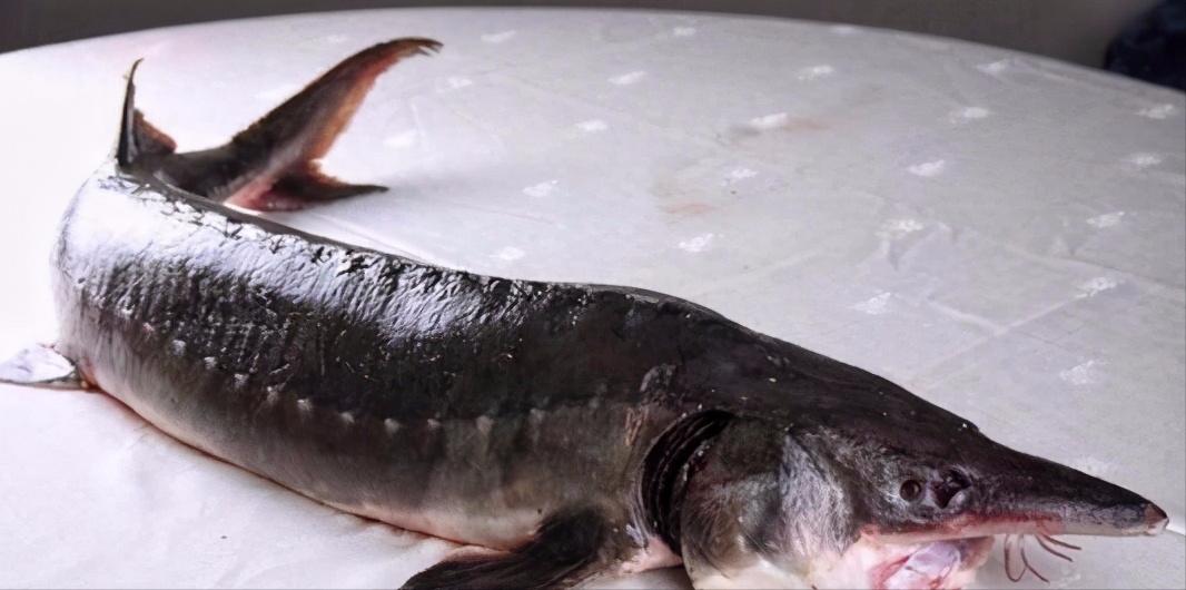 卖到22万的达氏鳇,千斤达氏鳇鱼