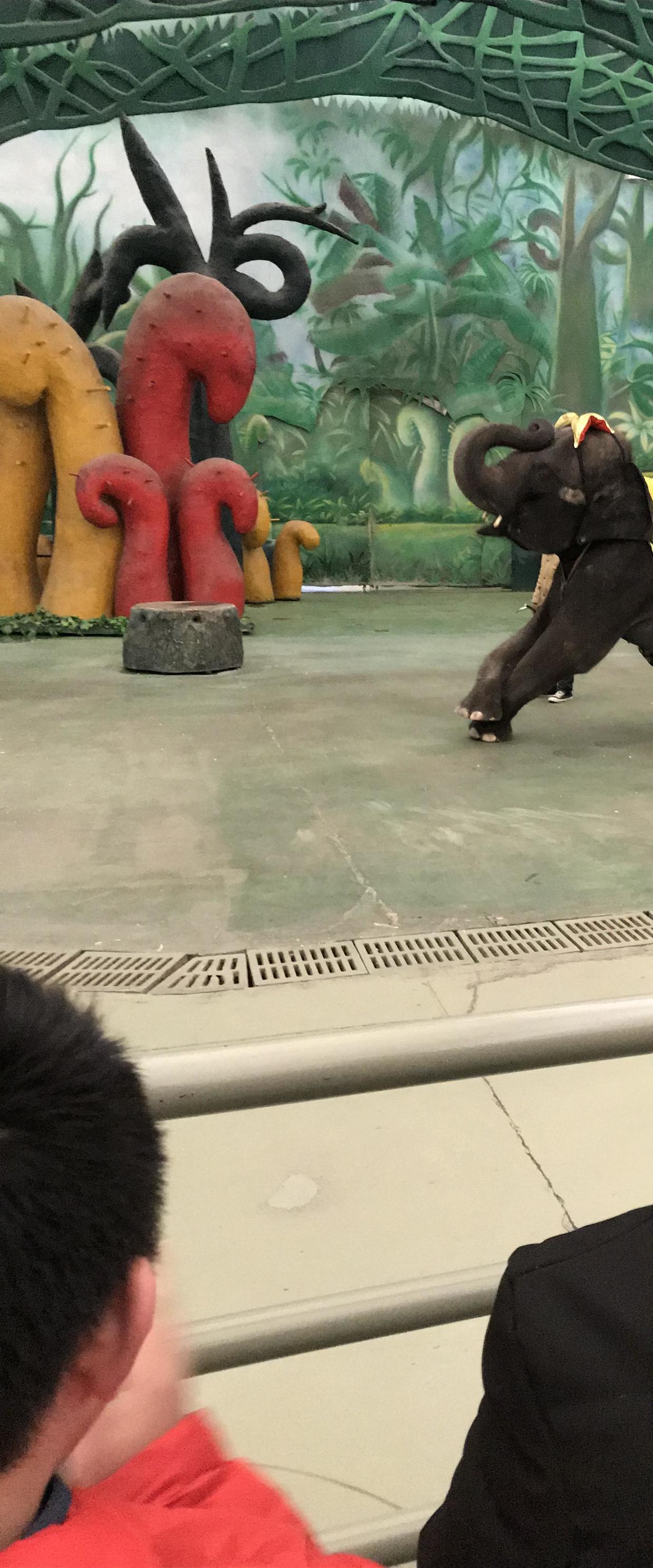 带着1米2以下的娃,如何玩转常州中华恐龙园,这份是最强旅游攻略