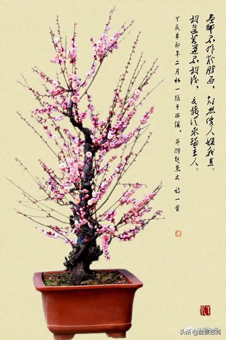 桩景类树种都有哪些,100种常见景观树种