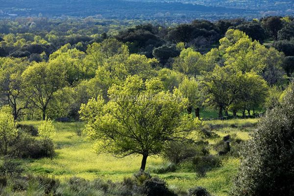 白蜡树在冬季怎样种植成活率高,白蜡杆栽培技术
