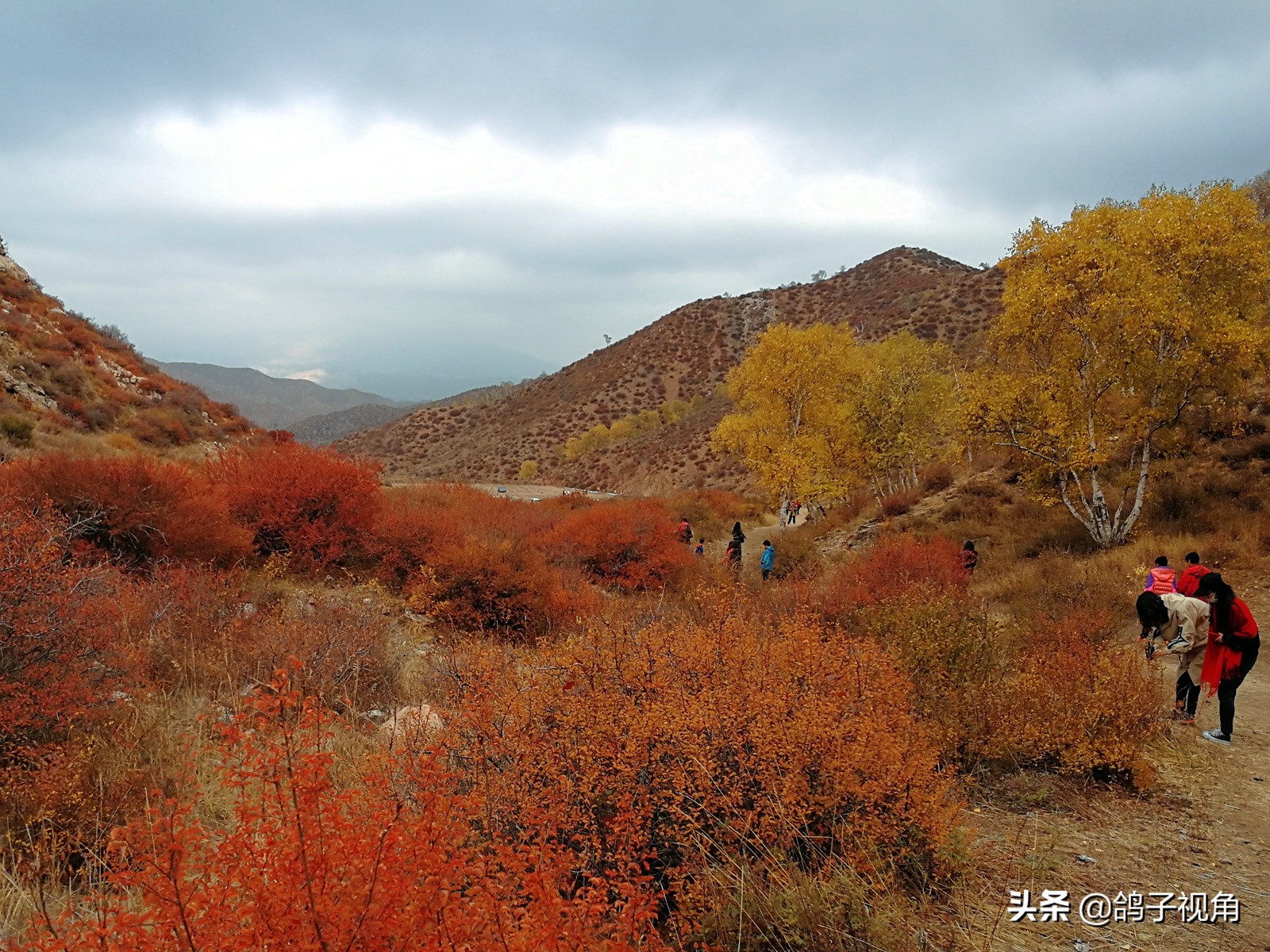 深秋兴安落叶松,深秋落叶的层林尽染美景图片