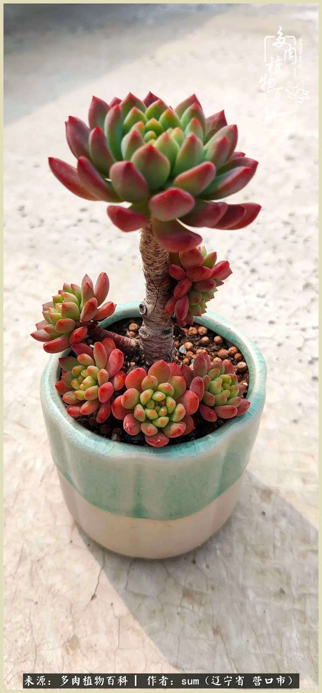 养多肉是一个很治愈的过程,养多肉是一种爱