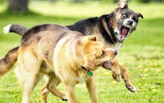 被狗咬到的人如何养狗,养狗专家告诉如何解救被狗咬