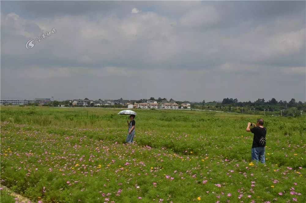 成都空港花田什么时候去最好看,双流空港花田这两天去好耍不