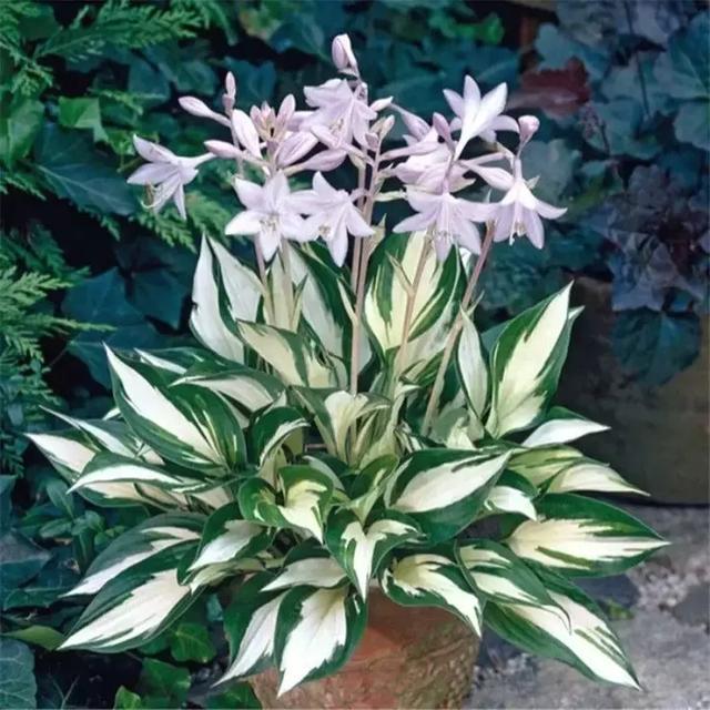 适合新手养的漂亮植物，价格便宜还好养活，来看看有没有你喜欢的