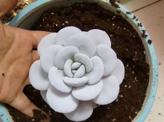 多肉雪莲和冰玉相比较哪个好养些,雪莲多肉的养护