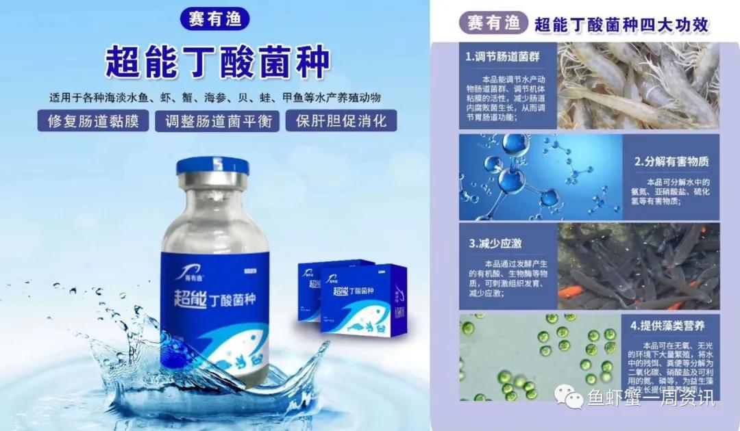 南美虾空肠空胃怎么解决,虾空肠空胃死亡原因