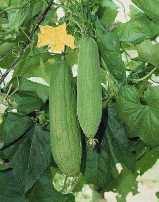 丝瓜白霉病防治,丝瓜烂果的原因及防治方法