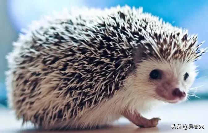 当治病钱有限的时候该怎么办,为什么宠物治疗费用这么高