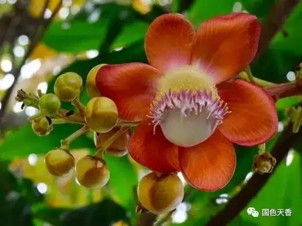 菩提花开观自在,菩提花开见性成佛