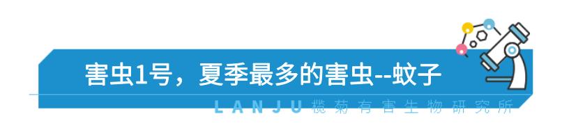 防止毒虫叮咬的最好方法,毒虫叮咬后的救命方法