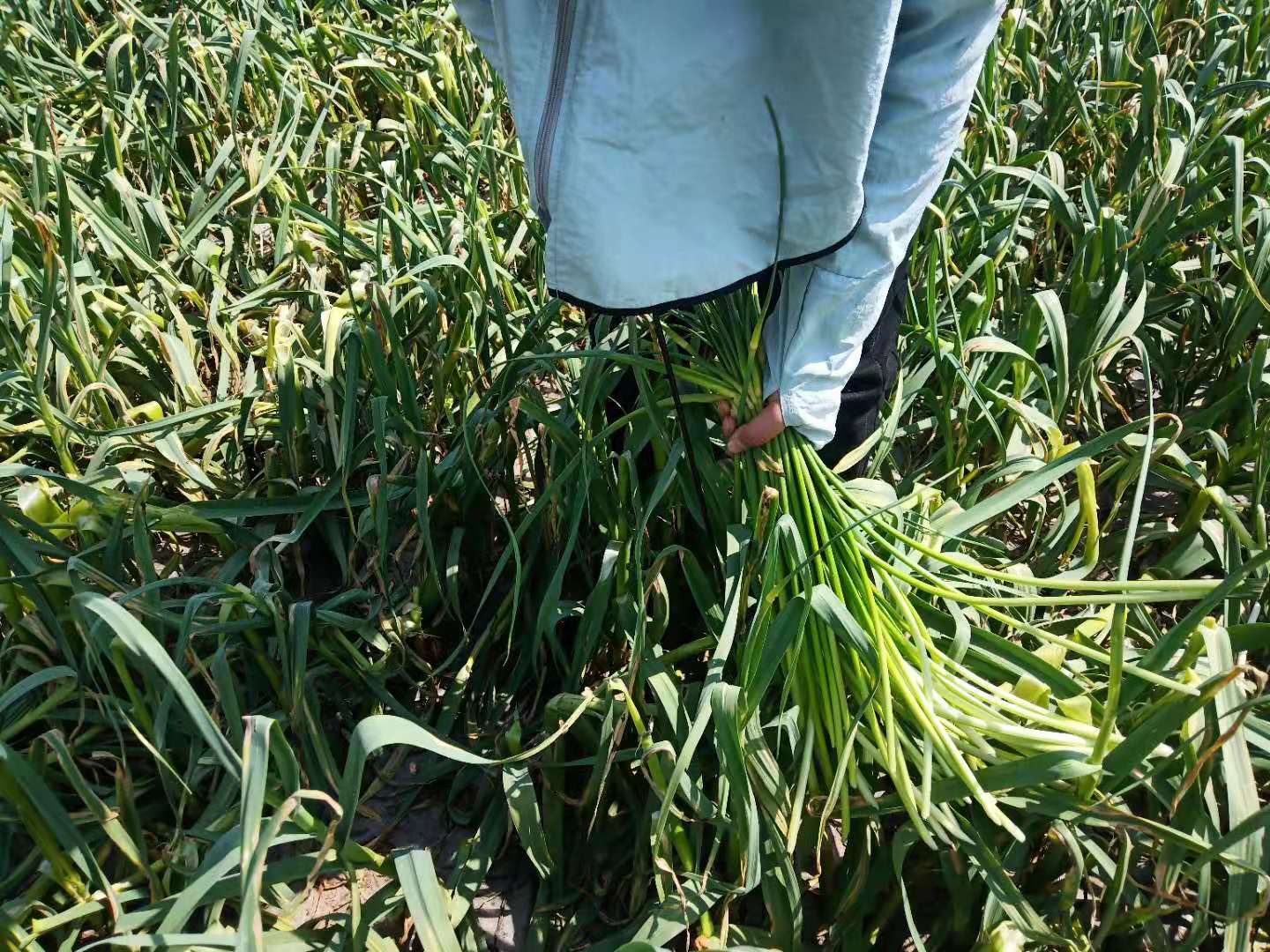 怎样采蒜苔,怎么抽蒜薹才能高产