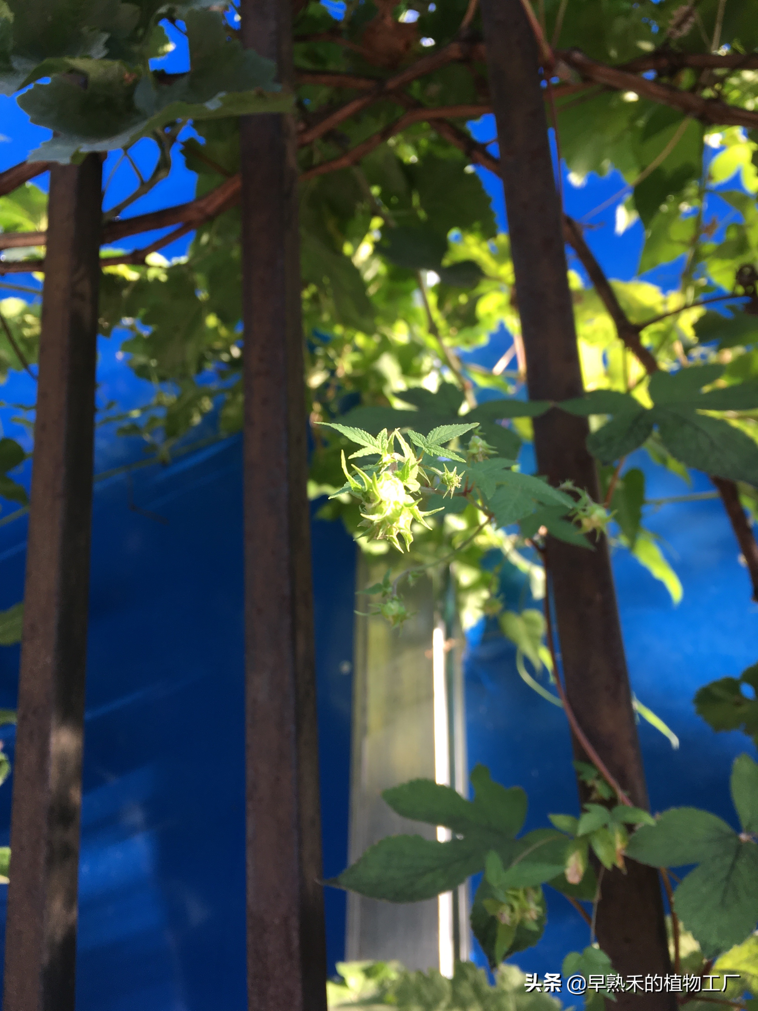 身边普通的植物有哪些,身边被忽略的植物