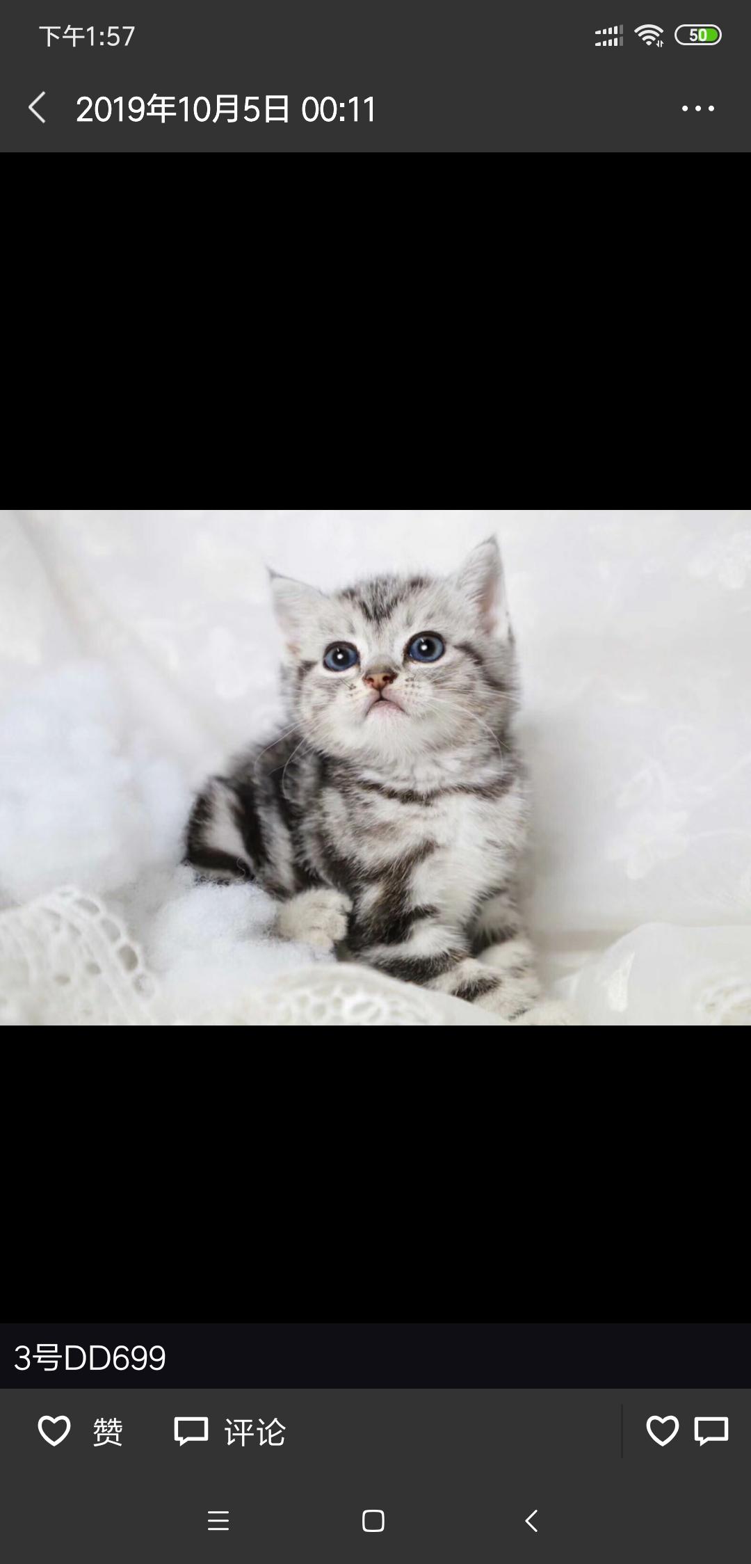 大家买猫都去哪里买,买猫在哪里买最好