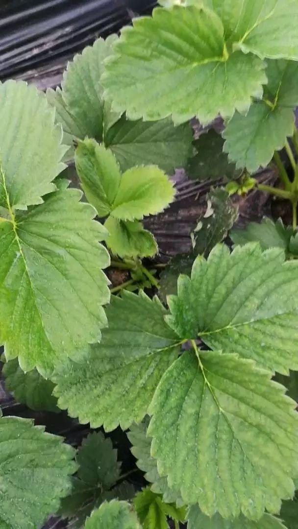 草莓红蜘蛛能不能连续打两遍,草莓打红蜘蛛的正确方法