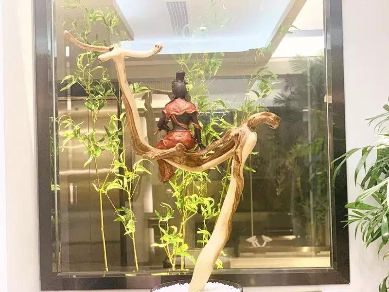 走进亮美嘉，感受光魅力