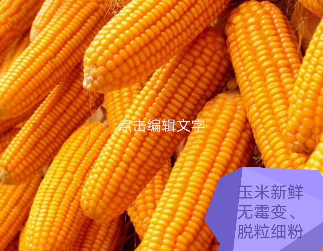 生猪养殖保障措施,猪养殖下阶段工作重点