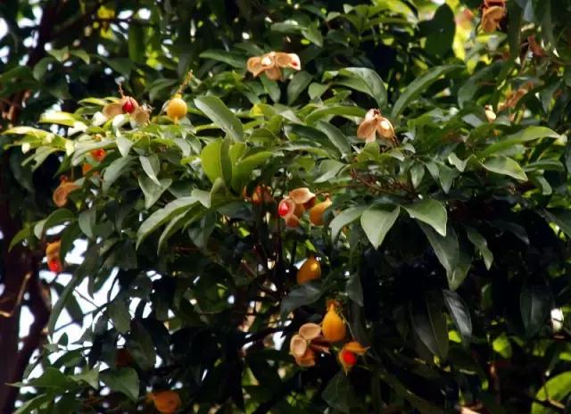 海南常见植物图解视频,海南的树木都有哪些名称