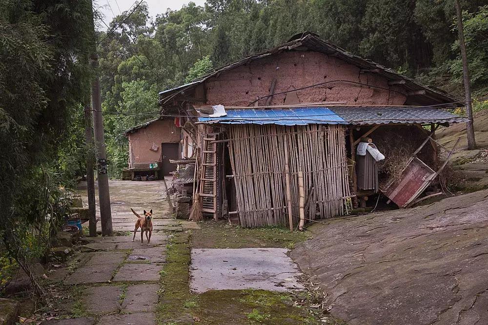 渝北枇杷正黄，冒冒失失穿越铁壁、胜保、斗碗三寨