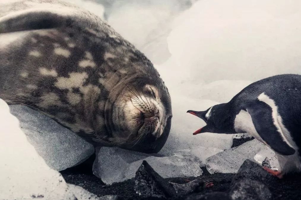 椋熺勃鑰呬笉鍏ヤ镜,椋熶箣鏃犺嚟寮冧箣鍙儨