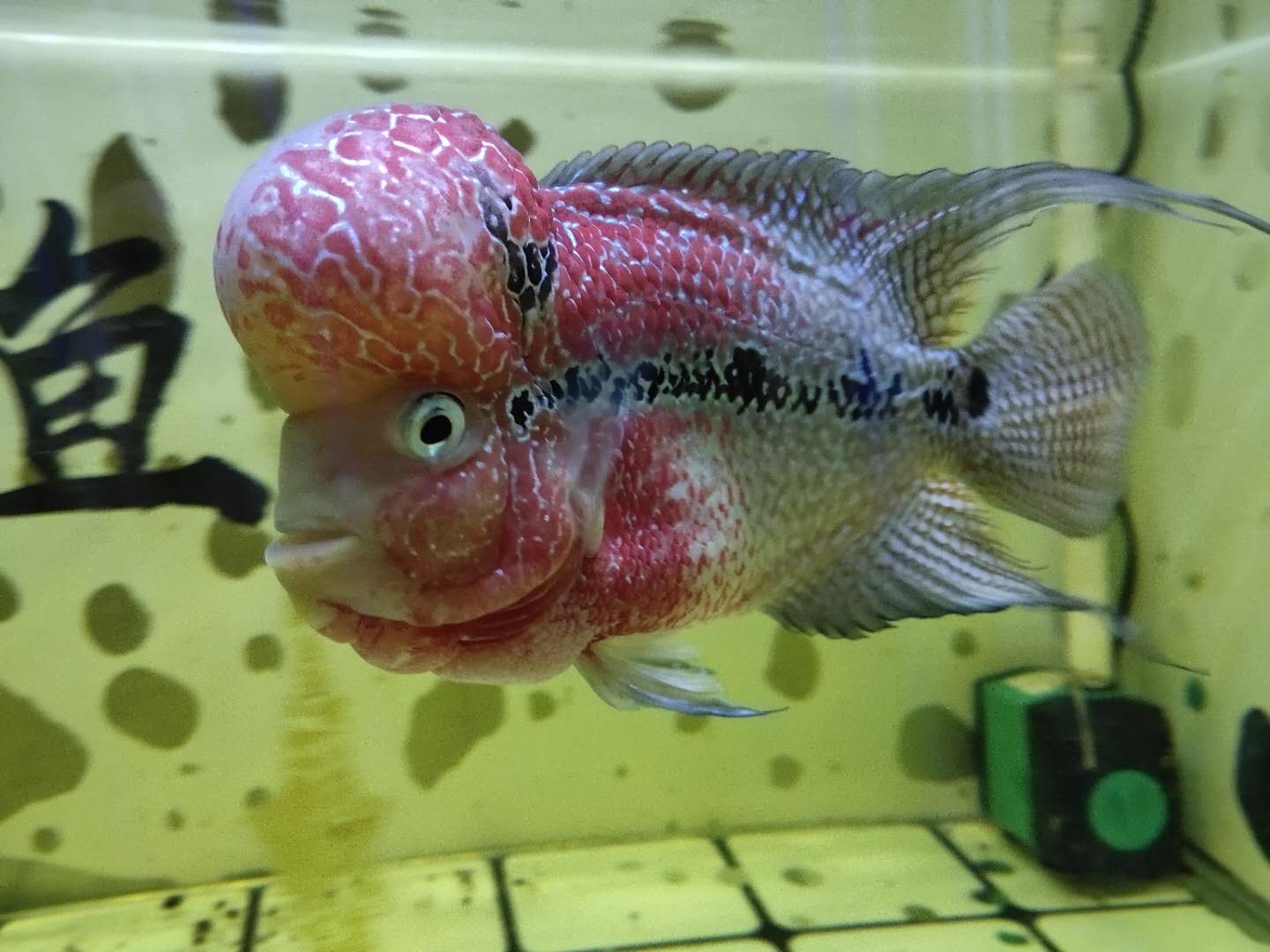 为什么罗汉鱼越来越小,罗汉鱼能活几年