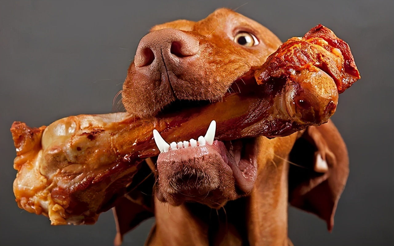 狗狗挑食特别严重怎么办,狗狗挑食最多能饿几天