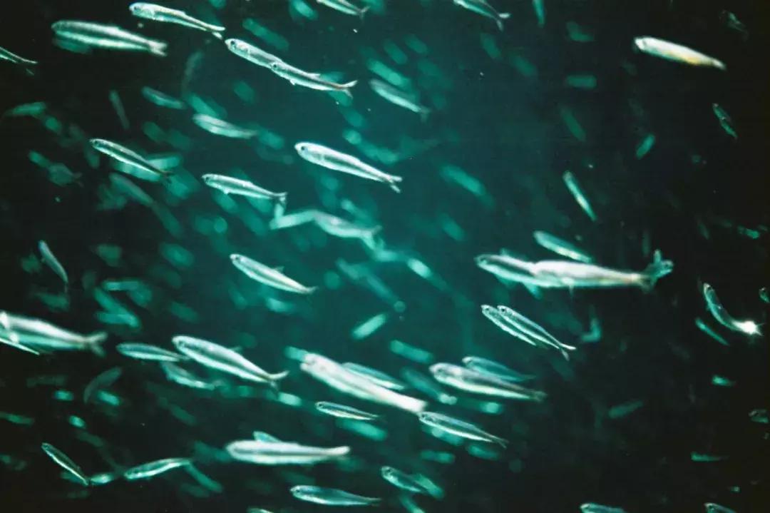 九州农家,九州山青水秀视频