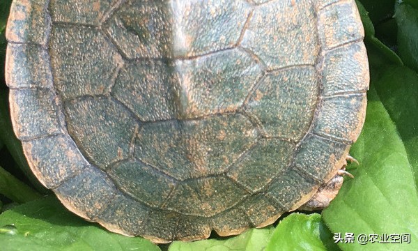 七彩龟的正确养法,彩虹龟养殖