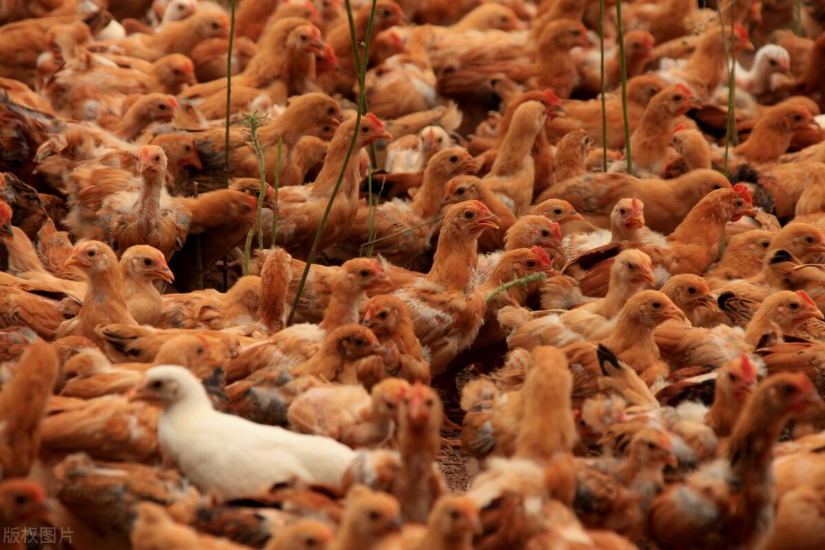 鸡群消瘦,鸡群突然厌食怎么治疗