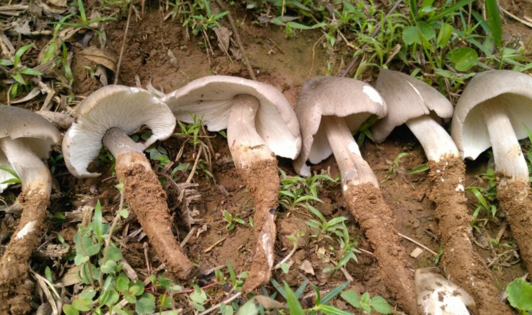 黑柄炭角菌长树上,黑柄炭角菌可食吗