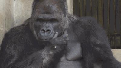 社工信息库查询微博,微博社工信息库